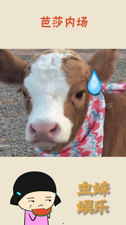 抖音娱乐吃瓜酱的配音,揭秘娱乐圈幕后故事